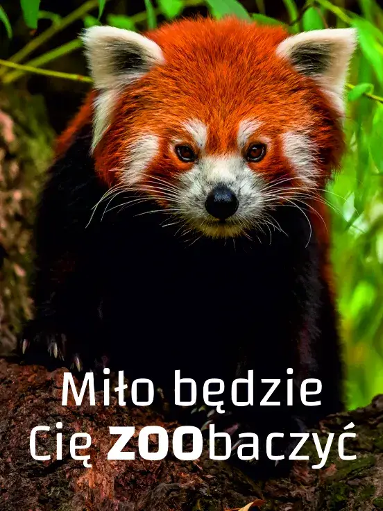 Zwiedzanie ZOO Płock, plakat wydarzenia