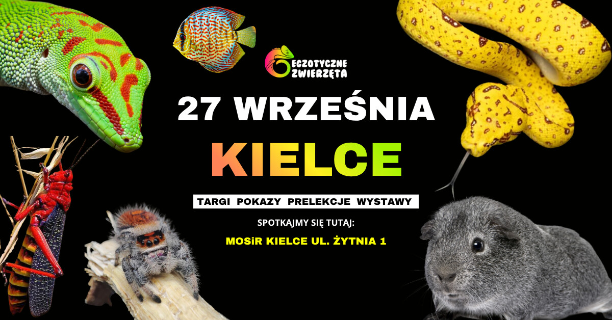 KIELCE 27 WRZEŚNIA - EGZOTYCZNE ZWIERZĘTA - TERRARYSTYKA AKWARYSTYKA I WIELE WIĘCEJ