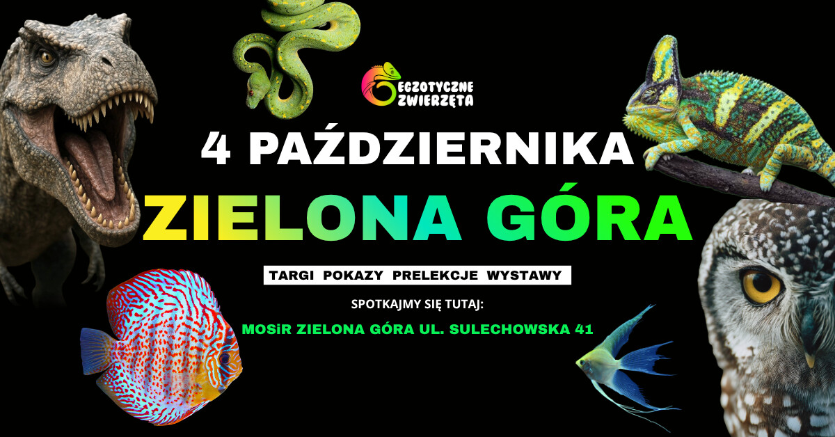 ZIELONA GÓRA 4 PAŹDZIERNIKA - EGZOTYCZNE ZWIERZĘTA - TERRARYSTYKA AKWARYSTYKA i wiele więcej