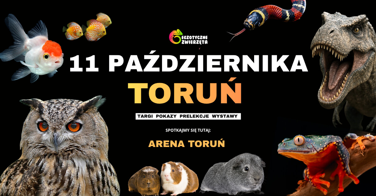TORUŃ 11 PAŹDZIERNIKA - EGZOTYCZNE ZWIERZĘTA - TERRARYSTYKA AKWARYSTYKA i wiele więcej
