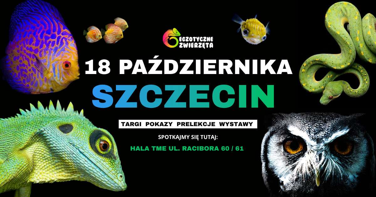 SZCZECIN 18 PAŹDZIERNIKA - EGZOTYCZNE ZWIERZĘTA - TERRARYSTYKA AKWARYSTYKA i wiele więcej