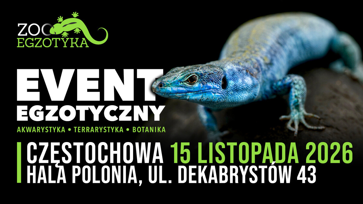 ZooEgzotyka Częstochowa, plakat wydarzenia