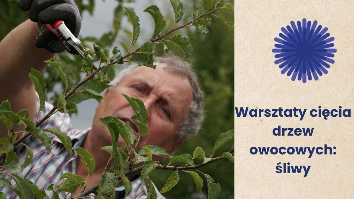 Warsztaty cięcia drzew owocowych śliwy