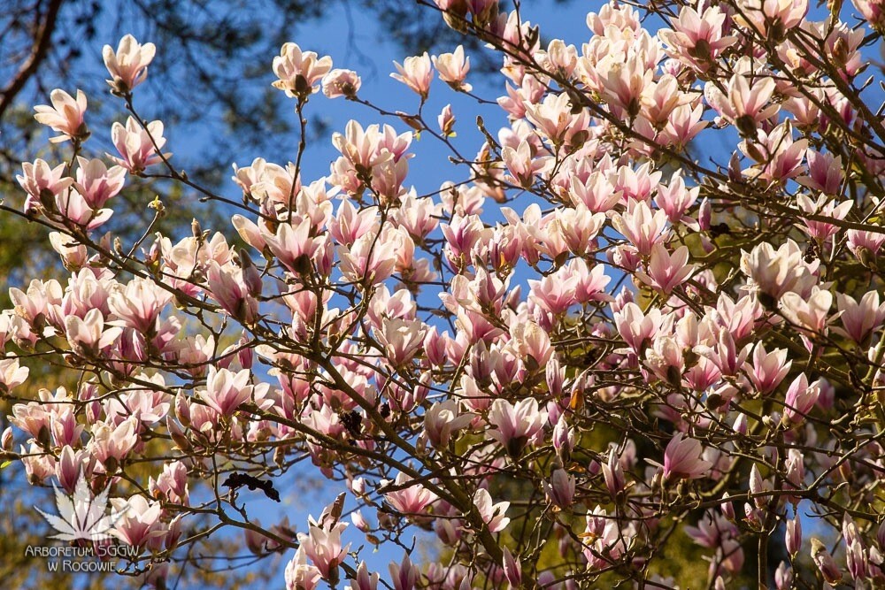 Bilet wstępu do Arboretum w Rogowie, plakat wydarzenia
