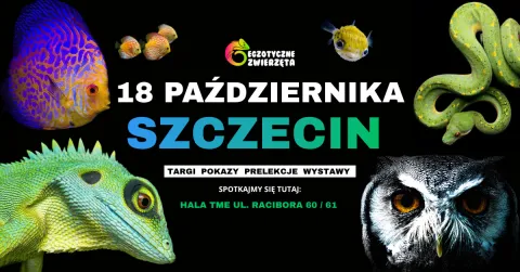 SZCZECIN 18 PAŹDZIERNIKA - EGZOTYCZNE ZWIERZĘTA - TERRARYSTYKA AKWARYSTYKA i wiele więcej